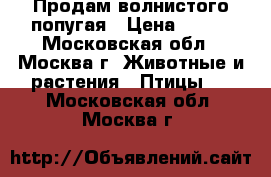 Продам волнистого попугая › Цена ­ 500 - Московская обл., Москва г. Животные и растения » Птицы   . Московская обл.,Москва г.